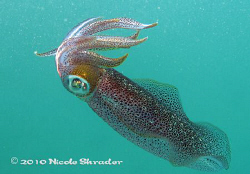 Bigfin squid shot with Canon G11 in 10 feet of water with... by Nicole Shrader 